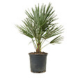 BLOOMIQUE - Chamaerops Humilis - Palmier nain européen - Palmier rustique - H. 60-70 cm - P. 19 cm - vignette