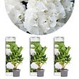 BLOOMIQUE - Lot de 3 - Hydrangea Macrophylla Wudu - Hortensia - Hortensia commun - H. 20-30 cm - P. 10,5 cm - vignette