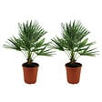 BLOOMIQUE - Lot de 2 - Chamaerops Humilis - Palmier nain européen - Palmier rustique - H. 70-80 cm - P. 21 cm - vignette