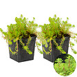 BLOOMIQUE - Lot de 2 - Myriophyllum Red Stem - Myriophylle rouge - Plantes de bassin - H. 10-20 cm - P. 11 cm - vignette