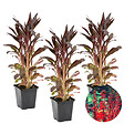 BLOOMIQUE - Lot de 3 - Lobelia Queen Victoria - Lobélie écarlate - Rouge - H. 20-30 cm - P. 9 cm - vignette