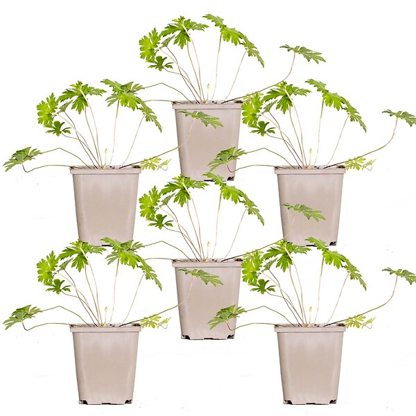 BLOOMIQUE - Lot de 6 - Geranium Johnsons Blue - Géranium vivace - Fleurs bleues - H. 10-20 cm - P. 9x9 cm - large