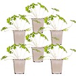 BLOOMIQUE - Lot de 6 - Geranium Johnsons Blue - Géranium vivace - Fleurs bleues - H. 10-20 cm - P. 9x9 cm - vignette