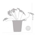 BLOOMIQUE - Lot de 6 - Geranium Johnsons Blue - Géranium vivace - Fleurs bleues - H. 10-20 cm - P. 9x9 cm - vignette