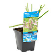 BLOOMIQUE - Butomus Umbellatus - Butome en ombelle - Plantes de bassin - H. 15-25 cm - P. 9 cm - vignette