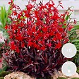 BLOOMIQUE - Lot de 6 - Lobelia Queen Victoria - Lobélie cardinalis - Lobélie écarlate - H. 20-30 cm - P. 9 cm - vignette