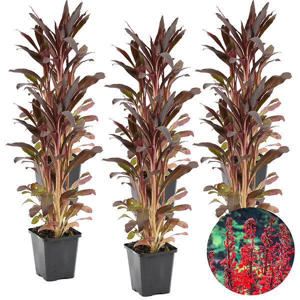 BLOOMIQUE - Lot de 6 - Lobelia Queen Victoria - Lobélie cardinalis - Lobélie écarlate - H. 20-30 cm - P. 9 cm - large