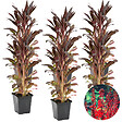 BLOOMIQUE - Lot de 6 - Lobelia Queen Victoria - Lobélie cardinalis - Lobélie écarlate - H. 20-30 cm - P. 9 cm - vignette