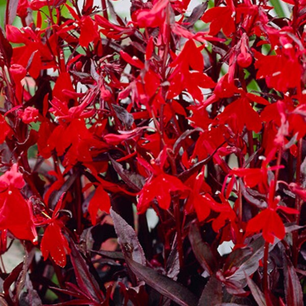 BLOOMIQUE - Lot de 6 - Lobelia Queen Victoria - Lobélie cardinalis - Lobélie écarlate - H. 20-30 cm - P. 9 cm - large