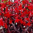BLOOMIQUE - Lot de 6 - Lobelia Queen Victoria - Lobélie cardinalis - Lobélie écarlate - H. 20-30 cm - P. 9 cm - vignette