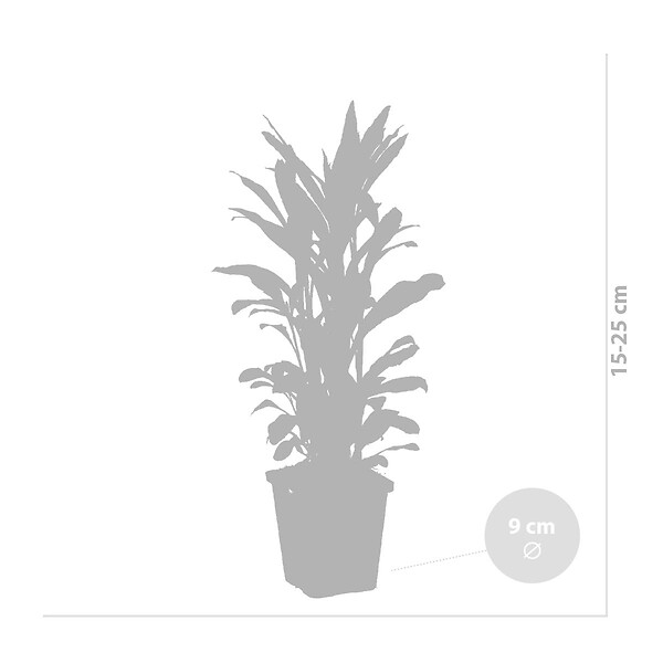 BLOOMIQUE - Lot de 6 - Lobelia Queen Victoria - Lobélie cardinalis - Lobélie écarlate - H. 20-30 cm - P. 9 cm - large