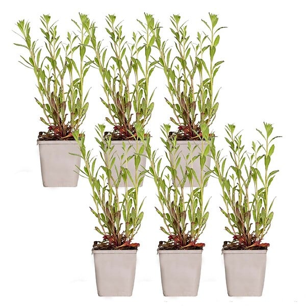 BLOOMIQUE - Lot de 6 - Gaura Lindheimeri - Gaura - Plantes de jardin - Rustique - H. 10-20 cm - P. 9x9 cm - large