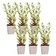 BLOOMIQUE - Lot de 6 - Gaura Lindheimeri - Gaura - Plantes de jardin - Rustique - H. 10-20 cm - P. 9x9 cm - vignette