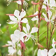 BLOOMIQUE - Lot de 6 - Gaura Lindheimeri - Gaura - Plantes de jardin - Rustique - H. 10-20 cm - P. 9x9 cm - vignette