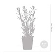 BLOOMIQUE - Lot de 6 - Gaura Lindheimeri - Gaura - Plantes de jardin - Rustique - H. 10-20 cm - P. 9x9 cm - vignette