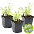BLOOMIQUE - Lot de 3 - Myosotis Palustris - Myosotis des marais - Plantes de bassin - H. 10-20 cm - P. 9 cm - vignette