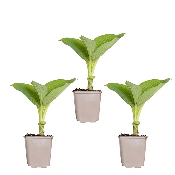 BLOOMIQUE - Lot de 3 - Hosta Sieboldiana 'Elegans' - Hosta - Plantes de jardin - H. 10-20 cm - P. 9x9 cm - large