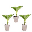 BLOOMIQUE - Lot de 3 - Hosta Sieboldiana 'Elegans' - Hosta - Plantes de jardin - H. 10-20 cm - P. 9x9 cm - vignette