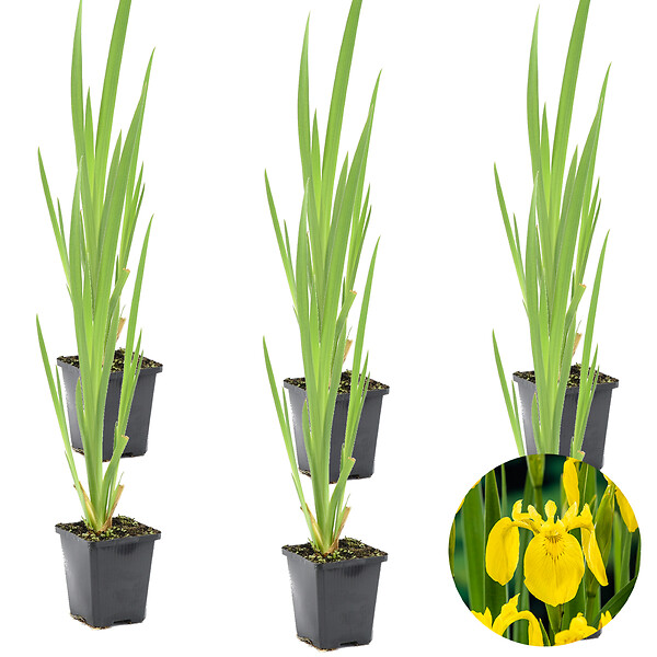 BLOOMIQUE - Lot de 6 - Iris Pseudacorus - Iris jaune - Plantes de bassin - H. 20-30 cm - P. 9 cm - large