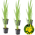 BLOOMIQUE - Lot de 6 - Iris Pseudacorus - Iris jaune - Plantes de bassin - H. 20-30 cm - P. 9 cm - vignette