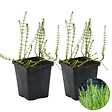 BLOOMIQUE - Lot de 2 - Hippuris Vulgaris - Hippuride - Plantes de bassin - H. 10-20 cm - P. 11 cm - vignette