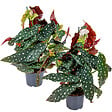 BLOOMIQUE - Lot de 2 - Begonia Maculata - Bégonia à pois - Plante à pois - H. 20-30 cm - P. 12 cm - vignette