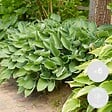 BLOOMIQUE - Lot de 6 - Hosta Sieboldiana 'Elegans' - Hosta - Plantes de jardin - H. 10-20 cm - P. 9x9 cm - vignette