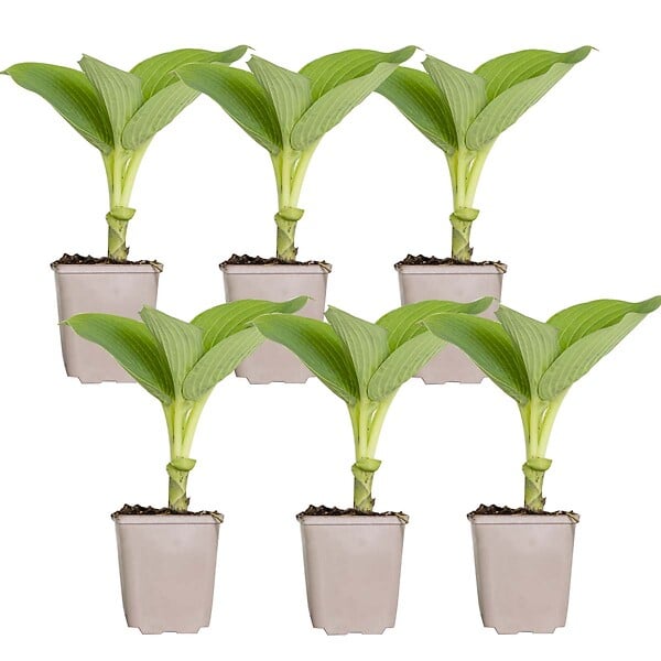 BLOOMIQUE - Lot de 6 - Hosta Sieboldiana 'Elegans' - Hosta - Plantes de jardin - H. 10-20 cm - P. 9x9 cm - large