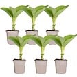 BLOOMIQUE - Lot de 6 - Hosta Sieboldiana 'Elegans' - Hosta - Plantes de jardin - H. 10-20 cm - P. 9x9 cm - vignette