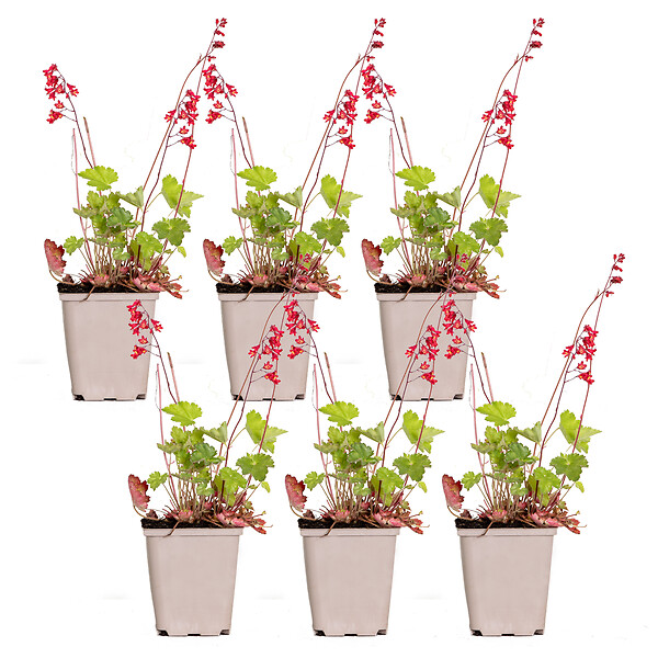 BLOOMIQUE - Lot de 6 - Heuchera Sanguinea 'Splendens' - Heuchère - Plantes de jardin - H. 10-20 cm - P. 9x9 cm - large