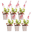 BLOOMIQUE - Lot de 6 - Heuchera Sanguinea 'Splendens' - Heuchère - Plantes de jardin - H. 10-20 cm - P. 9x9 cm - vignette