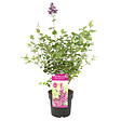BLOOMIQUE - Syringa 'Bloomerang Dark Purple' - Lilas - Floraison violette - H. 40-50 cm - P. 19 cm - vignette