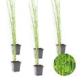 BLOOMIQUE - Lot de 6 - Equisetum Japonicum - Prêle du Japon - Plantes de bassin - H. 20-30 cm - P. 9 cm - vignette