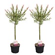 BLOOMIQUE - Lot de 2 - Salix integra 'Flamingo' - Saule panaché - Plantes de jardin - H. 60-80 cm - P. 17 cm - vignette