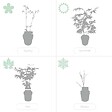 BLOOMIQUE - Lot de 2 - Salix integra 'Flamingo' - Saule panaché - Plantes de jardin - H. 60-80 cm - P. 17 cm - vignette