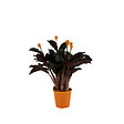 BLOOMIQUE - Calathea Crocata - Flamme éternelle - Plantes d’intérieur - Dépolluante - H. 40-50 cm - P. 14 cm - vignette