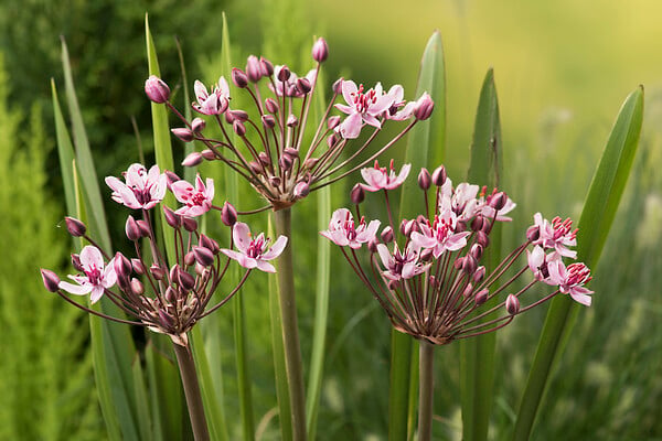 BLOOMIQUE - Lot de 3 - Butomus Umbellatus - Butome en ombelle - Plantes de bassin - H. 15-25 cm - P. 9 cm - large
