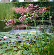 BLOOMIQUE - Lot de 3 - Butomus Umbellatus - Butome en ombelle - Plantes de bassin - H. 15-25 cm - P. 9 cm - vignette