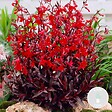 BLOOMIQUE - Lobelia Queen Victoria - Lobélie écarlate - Rouge - Plantes de bassin - H. 20-30 cm - P. 9 cm - vignette