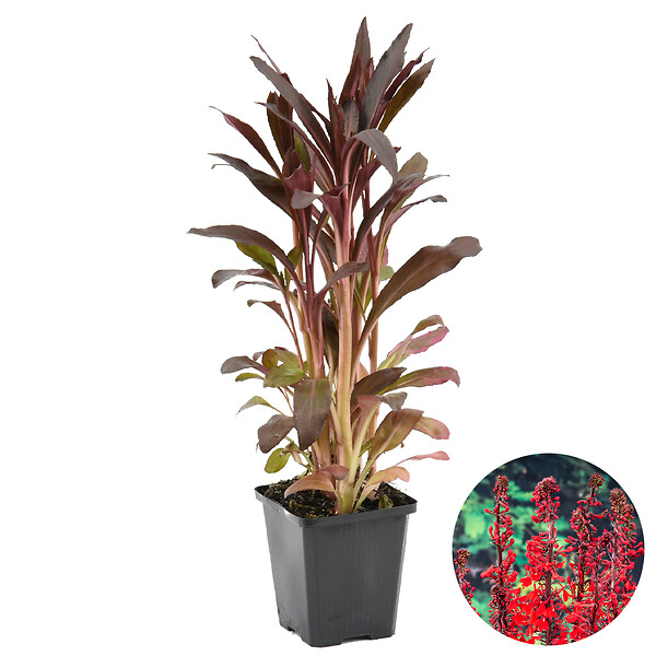BLOOMIQUE - Lobelia Queen Victoria - Lobélie écarlate - Rouge - Plantes de bassin - H. 20-30 cm - P. 9 cm - large