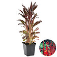 BLOOMIQUE - Lobelia Queen Victoria - Lobélie écarlate - Rouge - Plantes de bassin - H. 20-30 cm - P. 9 cm - vignette