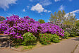 BLOOMIQUE - Lot de 2 - Syringa 'Bloomerang Dark Purple' - Lilas violet - H. 40-50 cm - P. 19 cm - vignette