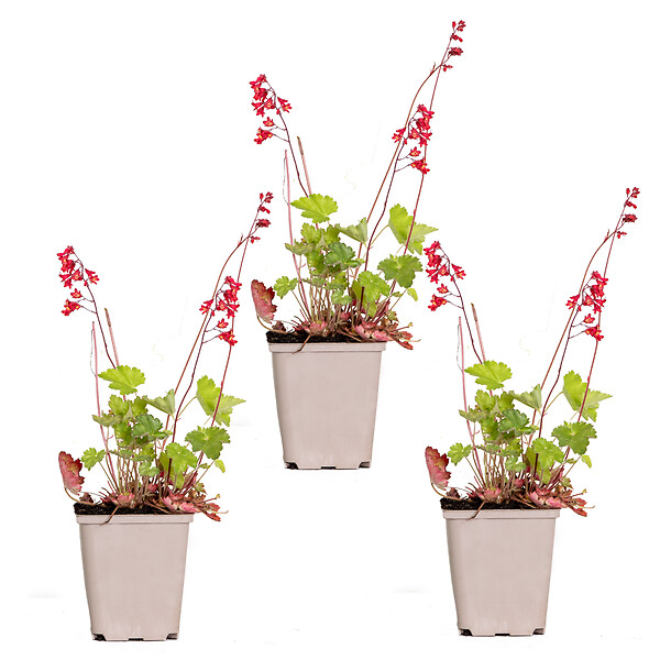 BLOOMIQUE - Lot de 3 - Heuchera Sanguinea 'Splendens' - Heuchère - Plantes de jardin - H. 10-20 cm - P. 9x9 cm - large