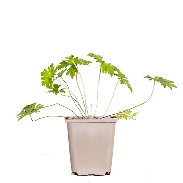BLOOMIQUE - Geranium Johnsons Blue - Géranium vivace - Fleurs bleues - Rustique - Hauteur 10-20 cm - Pot 9x9 cm - large