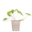 BLOOMIQUE - Geranium Johnsons Blue - Géranium vivace - Fleurs bleues - Rustique - Hauteur 10-20 cm - Pot 9x9 cm - vignette