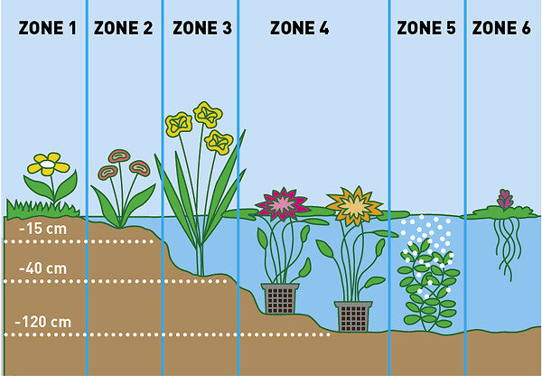 BLOOMIQUE - Lot de 6 - Plantes de bassin fleuries - Achillea - Caltha - Lobelia - H. 15-25 cm - P. 9 cm - large