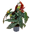 BLOOMIQUE - Begonia Maculata - Bégonia à pois - Plante à pois - Plante d’intérieur - H. 20-30 cm - P. 12 cm - vignette