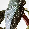 BLOOMIQUE - Begonia Maculata - Bégonia à pois - Plante à pois - Plante d’intérieur - H. 20-30 cm - P. 12 cm - vignette