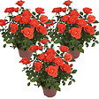 BLOOMIQUE - Lot de 3 - Rosa bling Corsica Star - Rosier en pot - Fleurs oranges - H. 20-30 cm - P. 12 cm - vignette