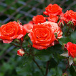 BLOOMIQUE - Lot de 3 - Rosa bling Corsica Star - Rosier en pot - Fleurs oranges - H. 20-30 cm - P. 12 cm - vignette